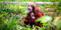 Orangutan-1