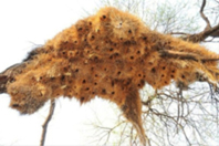 Philetairus Socius Kuşları