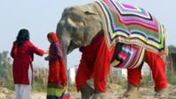 Hidistan'da Filler Kazakla Dolaşıyor