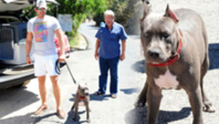 Kıvanç Tatlıtuğ'un Köpeği