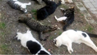 Alanya'da Kedi Katliamı