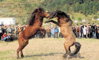 At Dövüşü