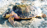 Ölü Caretta Caretta