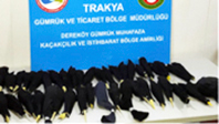 Papağan Kaçakçılığı