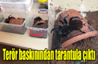 Terör Baskınından Tarantula Çıktı