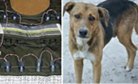 Kahraman Köpek