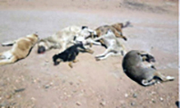 Ayvalık'ta Zehirlenen Köpekler
