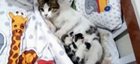 Beşikte Doğum Yapan Kedi