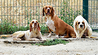 Çatalburun Irkı Köpekler