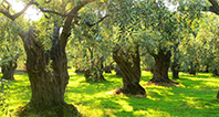 Zeytin Ağacı