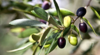 Zeytin Dalı