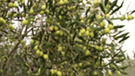 Zeytin