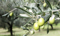 Zeytin