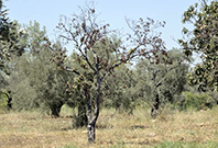 23 Bin Zeytin Ağacı Tehlikede