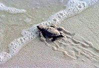 Caretta Caretta