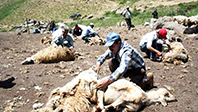 Keçi Kırkımı