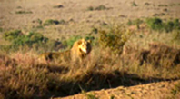 Aslan