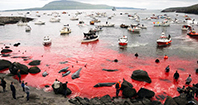 Faroe Adaları Katliamı!