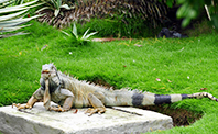 İguana Parkı