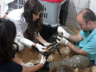 Vahşi Yaşamı Araştırma ve Koruma Kulübü