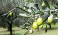 Zeytin
