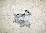 Caretta Caretta