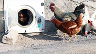 K&uuml;mes Kapağı