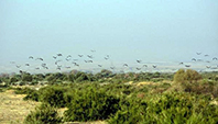 Leylekler Dicle Nehri Kıyısını Çok Sevdi