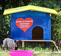 Tarihi Semte 51 Kedi Evi-2