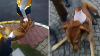 Ey&uuml;p Belediyesi K&ouml;pekleri Topladı!