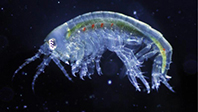 Plankton