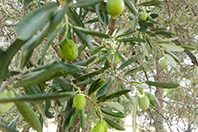 Zeytin Yağış Bekliyor