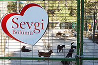 Sevgi B&ouml;l&uuml;m&uuml;