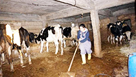 &Ccedil;elik, Selin