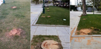 Gezi Parkı'nda Kesilen Ağaçlar