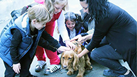 K&ouml;pek Sevgisi