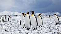 Penguenler