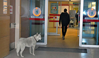Sahibini Bekleyen K&ouml;pek