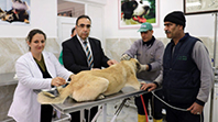 Sahiplendirilen Bir Sokak K&ouml;peği
