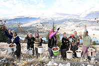Sedir Ormanları G&uuml;venli Ellerde