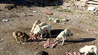 Sokak Hayvanları