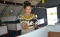 Tahmazoğlu, Başak