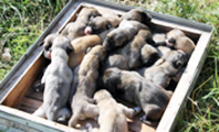 Kangal Yavruları
