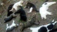 Karaman'da Kedi ve Köpek Ölümleri