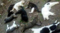 Karaman'da Kedi ve K&ouml;pek &Ouml;l&uuml;mleri