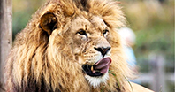 Aslan