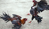 D&ouml;ğ&uuml;ş Horozları
