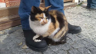G&ouml;r&uuml;lmemiş Kedi Davası