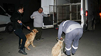 Kemerle Dövülen Köpekler