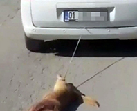 K&ouml;peği S&uuml;r&uuml;kleyerek &Ouml;ld&uuml;rd&uuml;